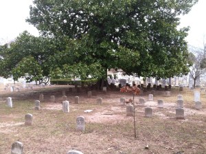 This is just one of several sections of Confederate graves. 