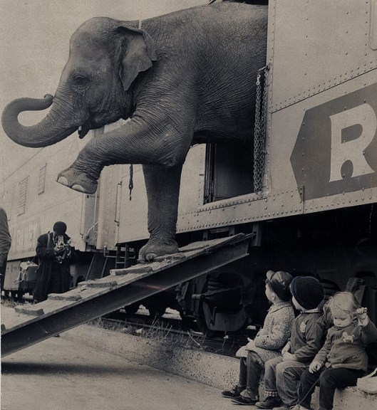 Targa the elephany emerges from the Ringling Brothers circus train in the Bronx, N.Y. This is not the elephant that was dissected at Oglethorpe. 