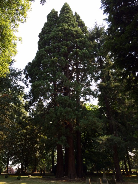 Photo courtesy of Chris Rylands.