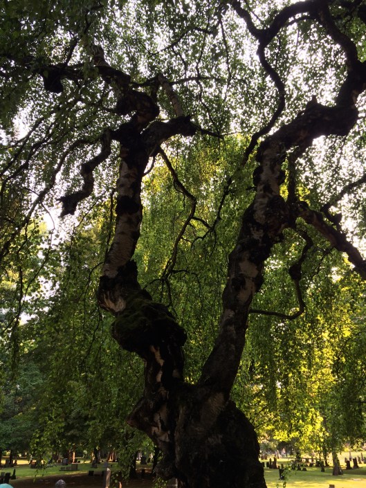 Lone Fir definitely has some varieties of trees that I had never seen before.