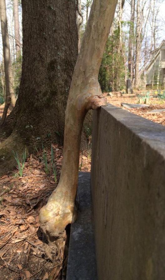 Newton Heard was the son of Judge Heard and his first wife, Abie. A tree appears to be using his grave as a support.