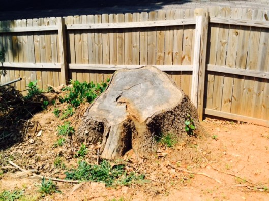 A huge tree once towered over New Hope Cemetery, close the fence between it and the daycare center. The stump is all that's left now.
