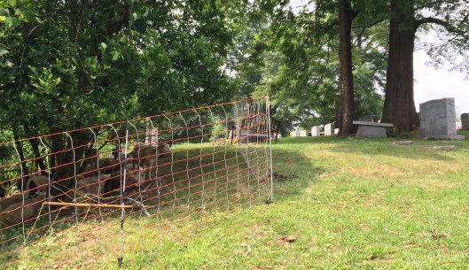 As you can see, the sheep are quite close to the gravestones and monuments. A graveside service took place close by that day but the sheep were respectfully quiet.