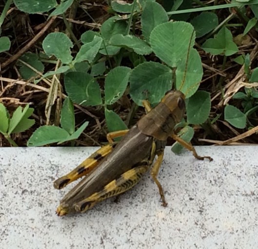 These large grasshoppers reminded me of the swarms of locusts mentioned in the Old Testament. 