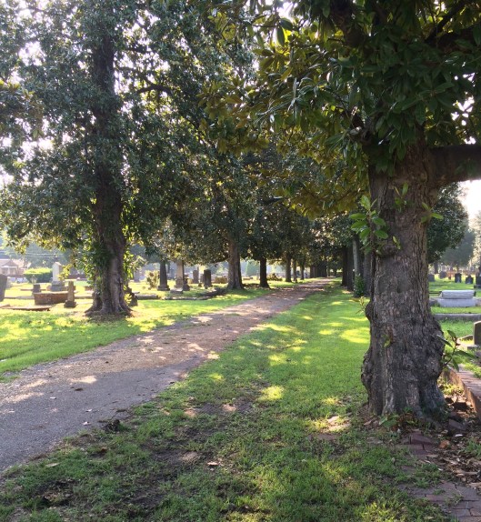 Just one of several tee-lined drives in Magnolia Cemetery.